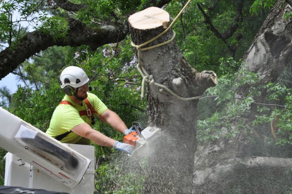 Cheyenne Tree Trimming